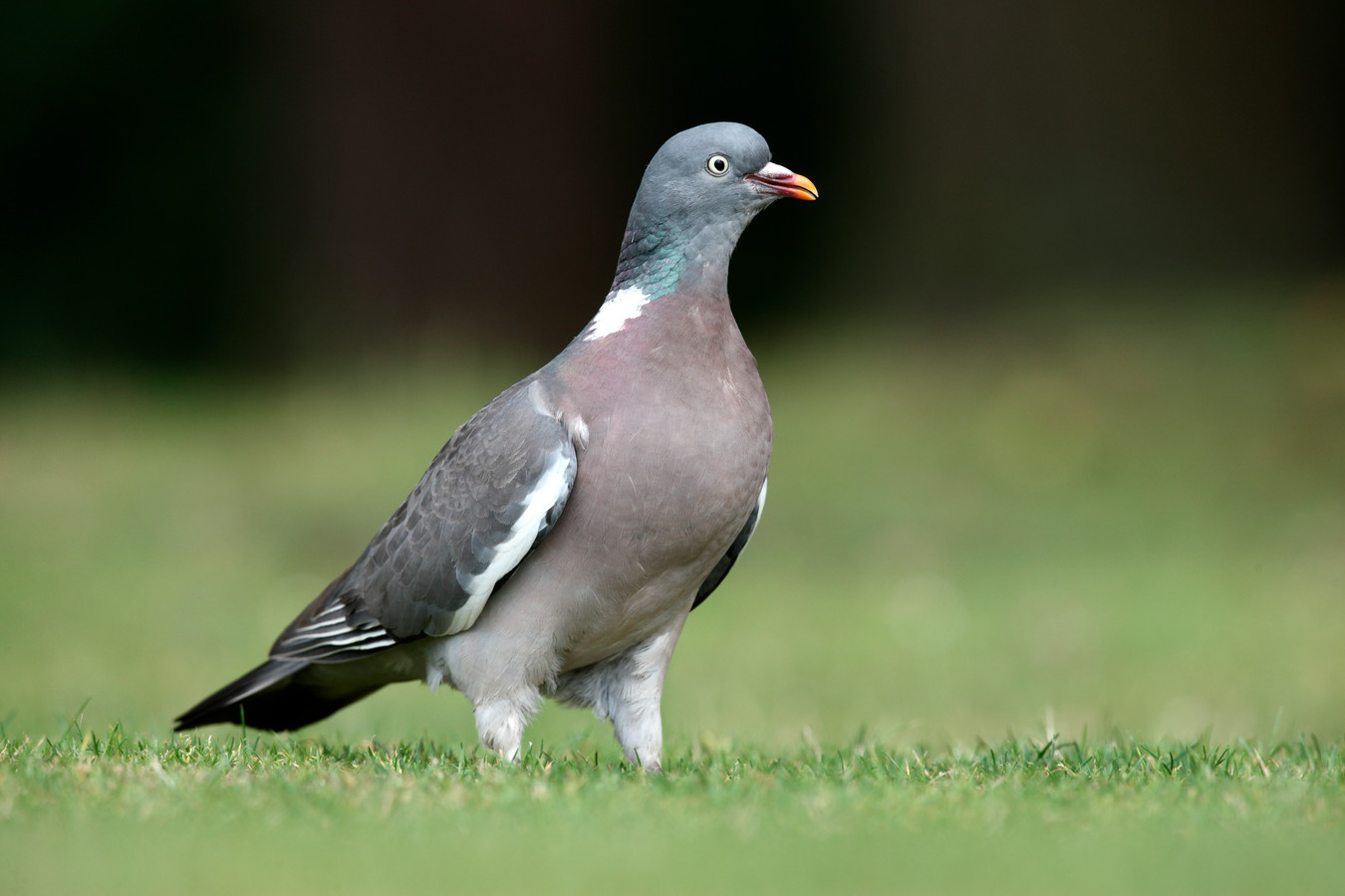 Pigeon toed