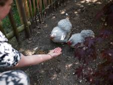 Veel eieren van kippen in je achtertuin blijken giftig; welke eieren kun je nog wél veilig eten? 