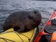 Schattig: deze zeehond wil wat graag mee kajakken