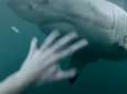 Zwemmer filmt haai in baai Sydney: echt of niet?