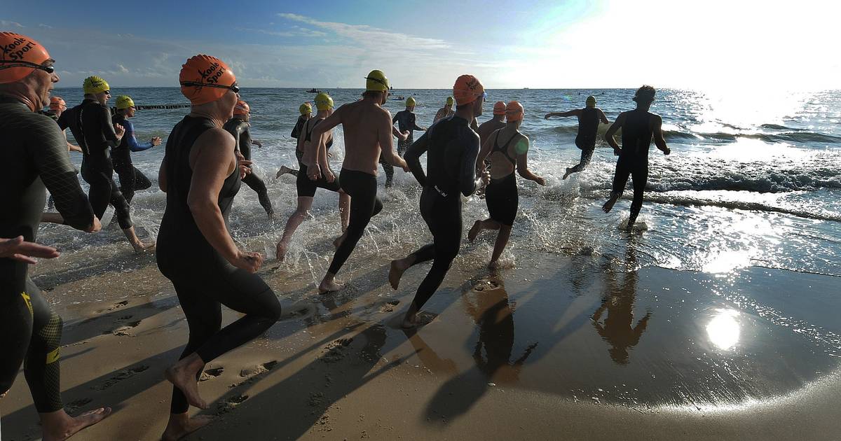 Walcherse zeezwemtochten hebben een olympisch tintje