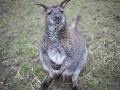 Ontsnapte kangoeroe in Epe verstopt zich in maisveld: ‘Hij ontsnapte al eens eerder’
