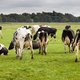 De Vremde Mirror: ‘Koe verantwoordelijk voor klimaatverandering’
