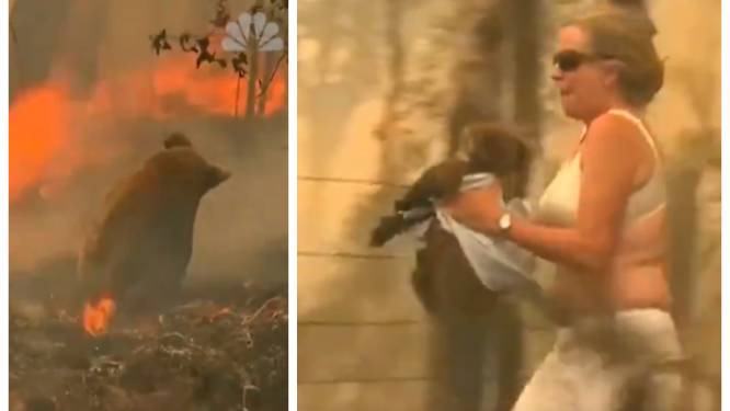 Australische vrouw zet alles op alles en redt zwaar verbrande koala uit vlammenzee