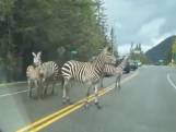 Zebra's ontsnappen uit trailer op Amerikaanse snelweg