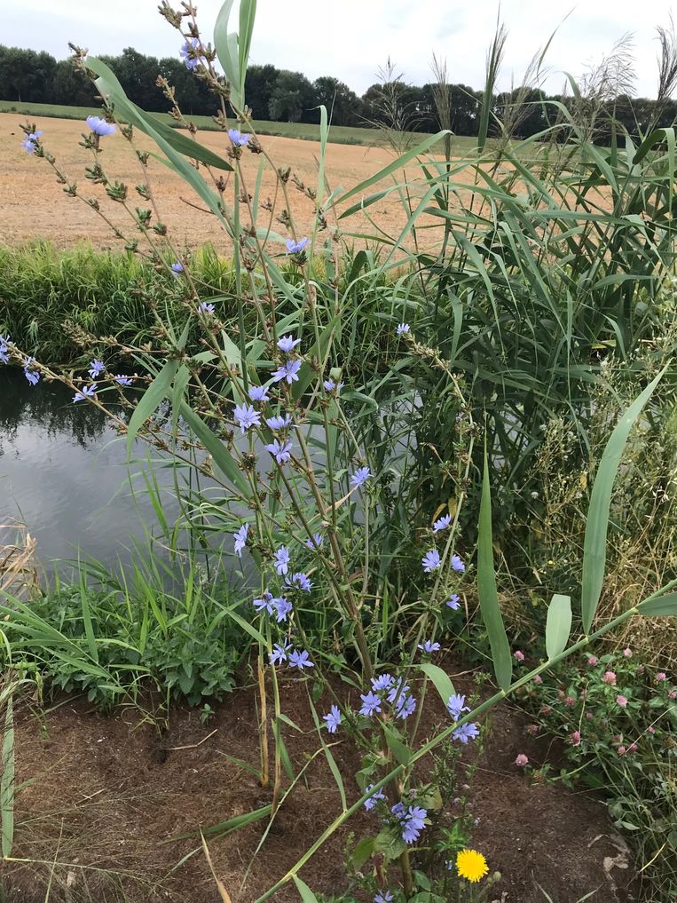 Slootkant met riet en cichorei. Beeld Caspar Janssen