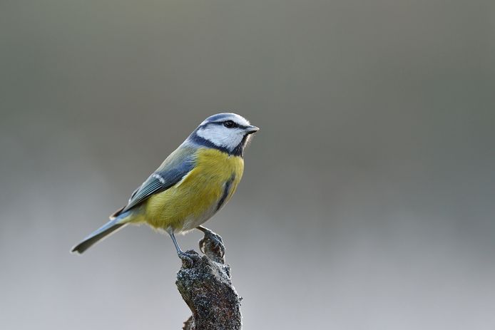 De pimpelmees is de grote winnaar op de vogelteldag