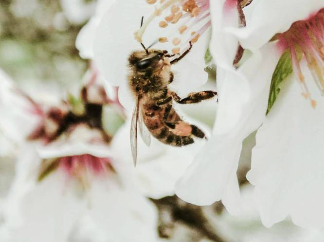 Eén miljoen Europeanen gezocht om de bijen te redden