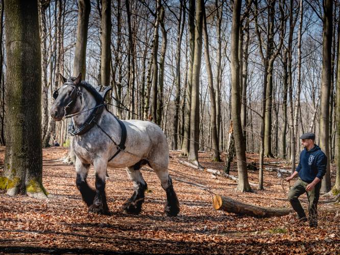 Oefendag boomslepen voor Brabantse trekpaarden in Provinciedomein Huizingen