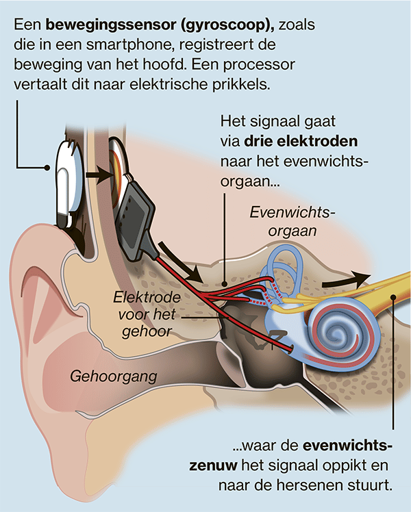 Zo werkt een evenwichtsorgaan.