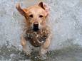 Ravotten in het water; veel honden genieten ervan.