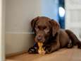 Hond, kat of kip: huisdieren zijn in trek, maar wat kosten ze eigenlijk?