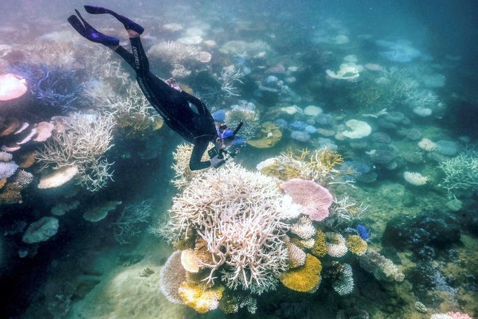 Een snorkelaar bij Great Barrier Reef.