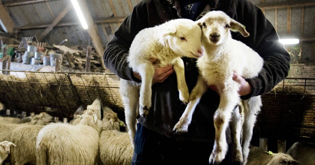 Schaap bevalt van vijfling