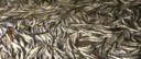 Beeldmateriaal film.