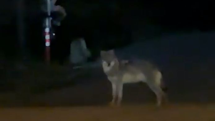 Wolf Asterix werd op tweede kerstdag gespot op de Noorderlaan in Antwerpen en in de Antwerpse haven.