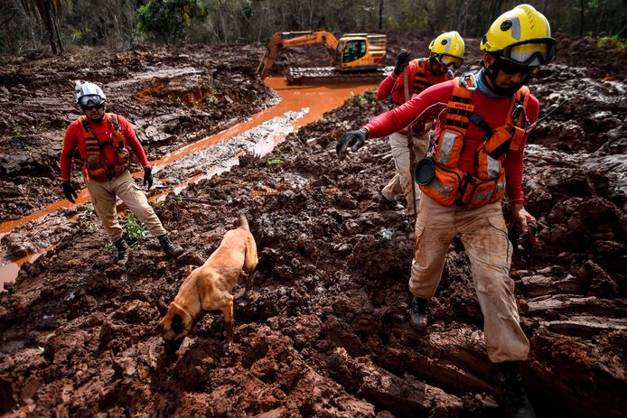 Per diversi mesi dopo il disastro, i soccorritori con cani da fiuto hanno cercato le vittime.