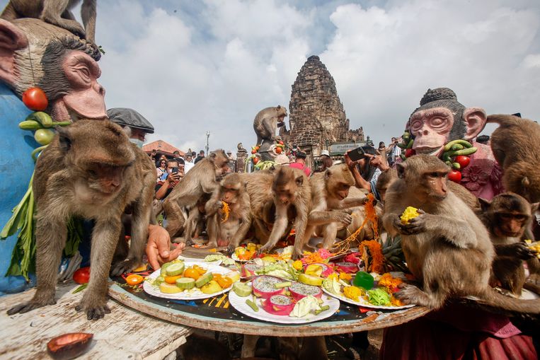 Tijdens het jaarlijkse apenfestival krijgen dieren bij een tempel in Lopburi een fruitfeestmaal.  Beeld Getty