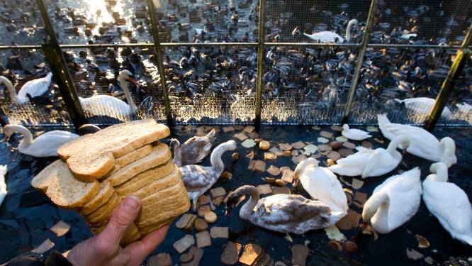 Vogelopvang dreigt met stoppen in de Vallei