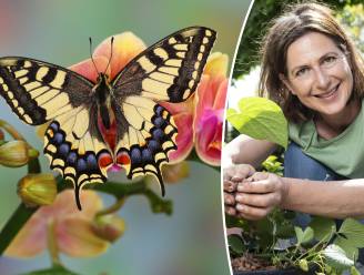 “In tuinen met veel variatie worden tot vijf keer meer vlinders gespot”: tuinexperte legt uit hoe je vlinders lokt