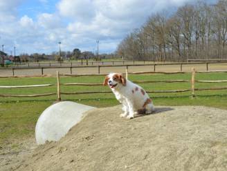 Hondenspeelweide aan Koestraat gaat komend weekend officieel open