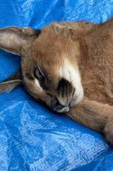 Rotterdammer dumpte caracal met bench en al in Barendrechts bos voor hij op vakantie ging