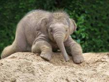 Babynieuws: DierenPark Amersfoort in blijde verwachting van jong olifantje