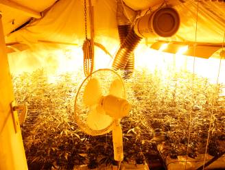 Maasmechelaar (52) opgepakt na telen van 500 wietplanten