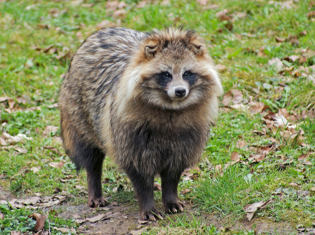 raccoon dog  Pictures of cages containing, among other things, raccoon dogs appeared at booth No. 29 in the Wuhan market.  Getty Images