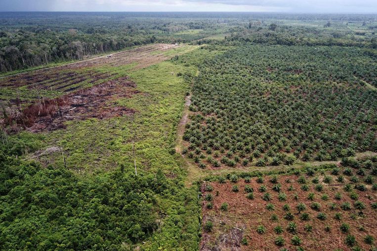 Perusahaan minyak sawit terbesar di dunia dikecam karena menebang hutan hujan