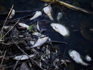 Polen onderzoekt massale vissterfte in rivier aan Duitse grens: “Ecologische tragedie”