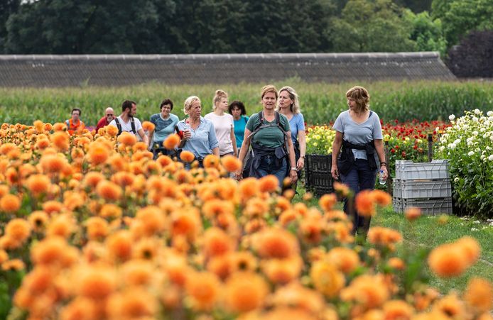 Buurtschap Klein-Zundert organiseert voor de eerste keer een dahliawandeltocht langs de dahliavelden van de verschillende buurtschappen.