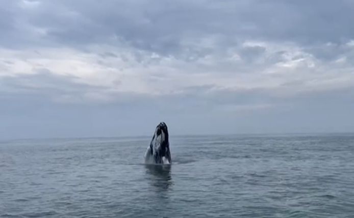 De bultrug walvis