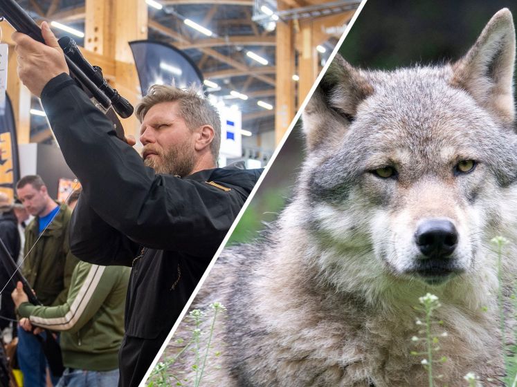 In Zweden wordt de wolf neergeschoten: 'Mogen jullie ook!'