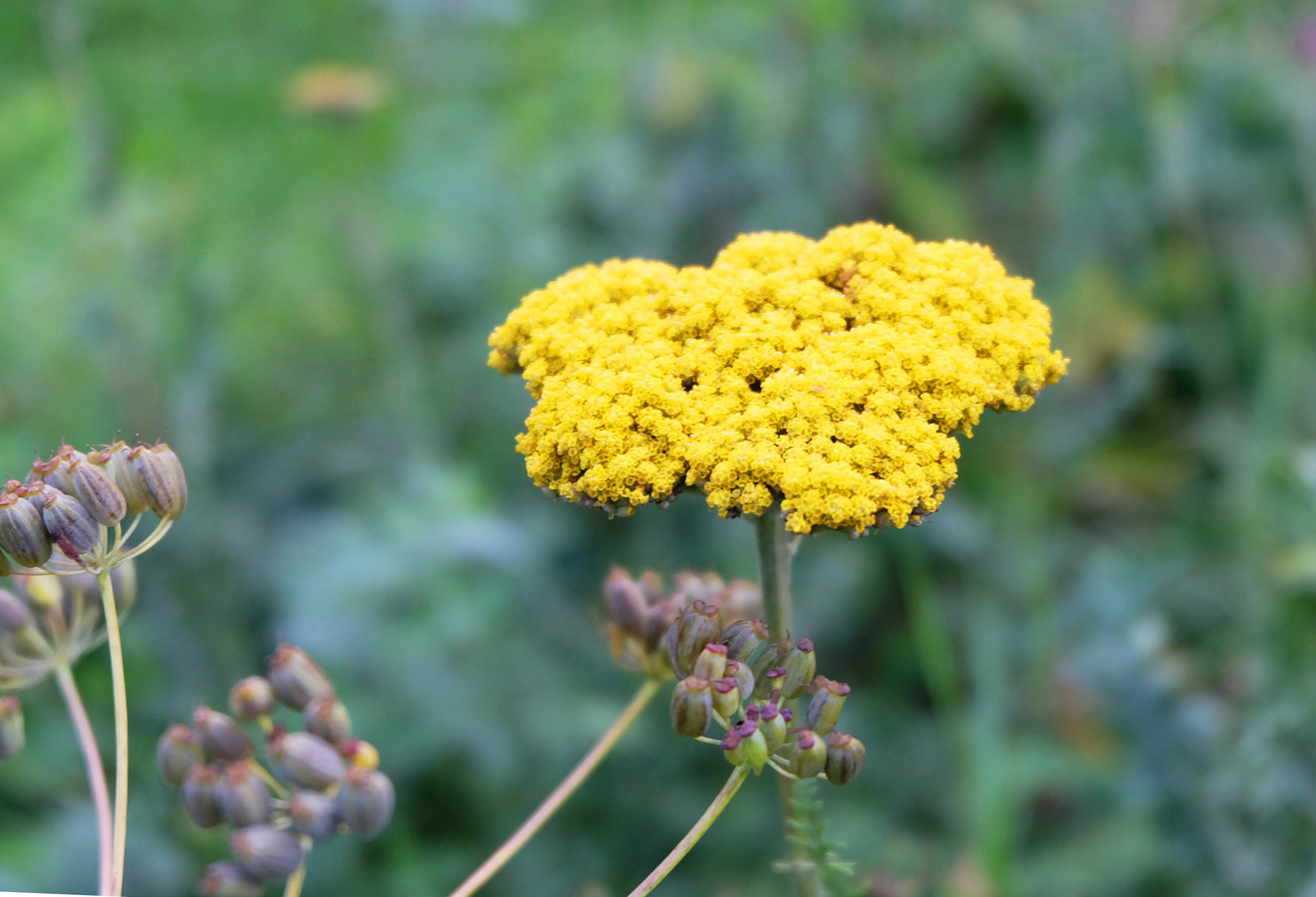 Is deze naar curry ruikende plant de nieuwe cannabis? | Foto | hln.be