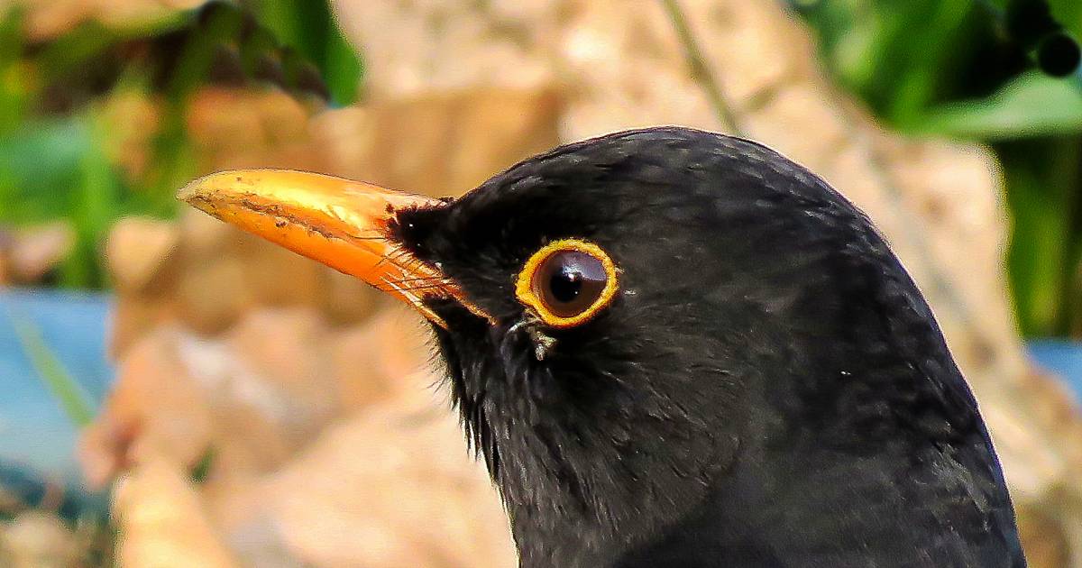 Pijnboom Gezicht omhoog bewondering Vogeltellers laten zien: de merel is terug in de tuin | Binnenland | AD.nl