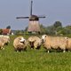 Bijna 250 schapen gestolen uit weilanden