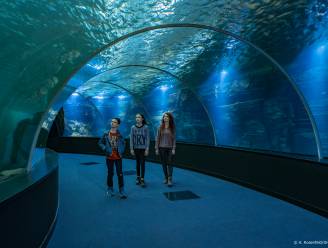 5 originele activiteiten in en rond Nausicaá, het grootste aquarium van Europa: “En ook de omgeving is de moeite waard voor een meerdaags verblijf”