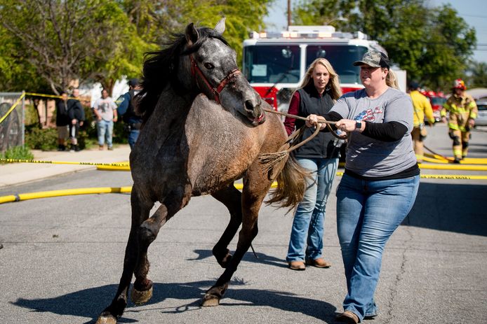 Vrijwilligers tijdens de evacuatie van een paard.