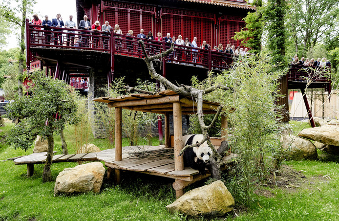 Babypanda Kost Ouwehands Dierenpark Half Miljoen Euro Rhenen