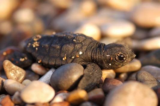 Een onechte karetschildpad op een Turks strand. De dieren worden ernstig bedreigd door de opwarming van de aarde. De temperatuur van het zand waarin zeeschildpadden hun eieren leggen bepaalt of er een mannetje of een vrouwtje uit het ei kruipt. Mannelijke jongen komen uit de dieper en koeler gelegen eieren. Hogere temperaturen kunnen als gevolg hebben dat er alleen maar vrouwtjes worden geboren, of erger nog, dat geen enkel ei uitkomt.