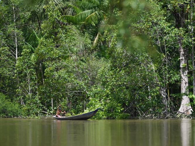 Ontbossing Braziliaanse Amazonewoud op laagste niveau sinds 2018: dagelijks half Zoniënwoud gekapt