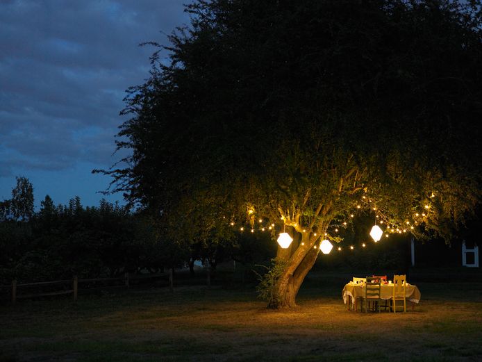 Met tuinverlichting kan je van de boom in je tuin een echte eyecatcher maken.