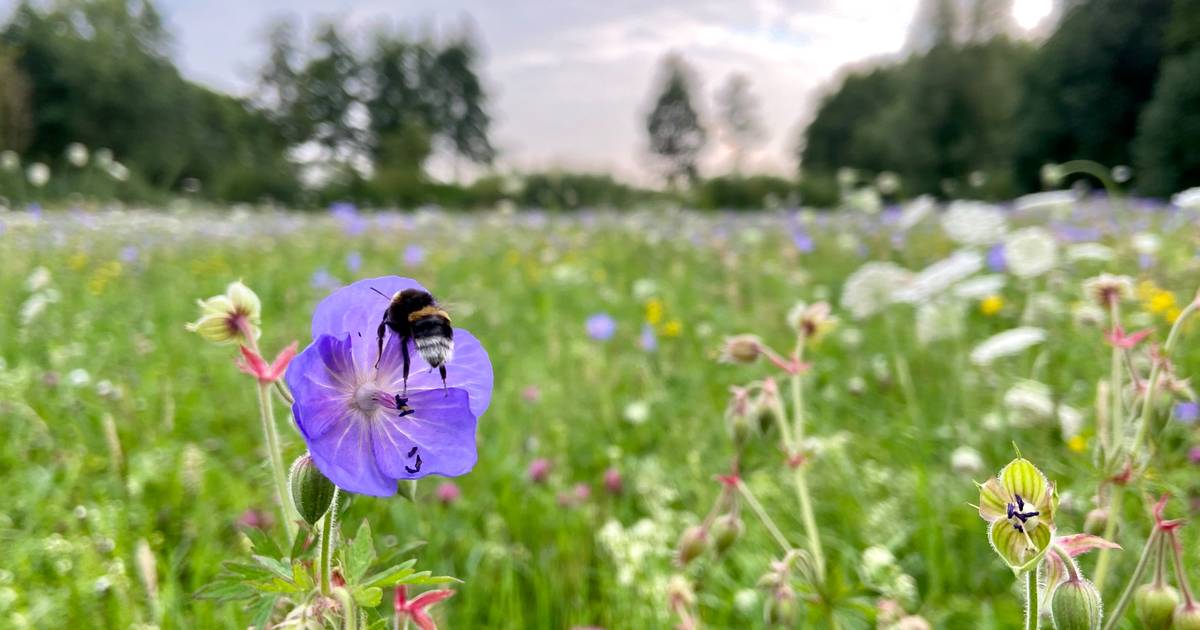 Zo maait Borne ‘Beetje vreemd’ maar wel lekker voor de bloemetjes en de bijtjes Borne