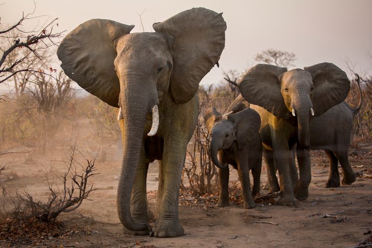Een groepje olifanten in het Nationaal Park Gonarezhou in het zuidoosten van Zimbabwe.  Beeld Julius Schrank