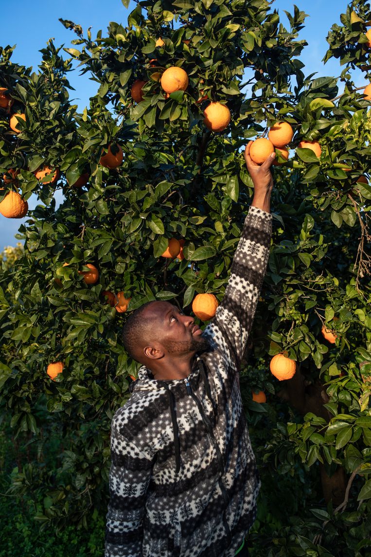 Oumar werkt in Zuid-Italië als plukker, maar tevreden met zijn baan in de landbouw is hij niet. Beeld César Dezfuli