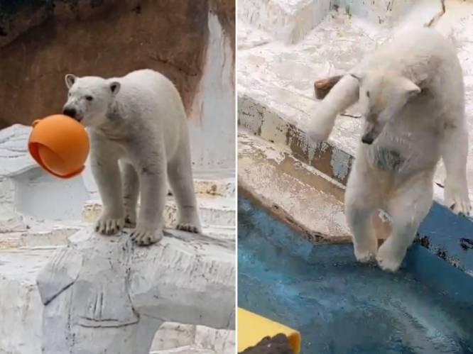 Dierentuinbezoekers kunnen hun ogen niet geloven: ijsbeer doet bommetje in het water