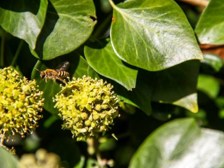 De ideale groenblijver voor in een pot: de struikklimop