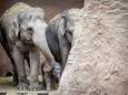 Het pasgeboren olifantenjong samen met zijn moeder Bangka in de Rotterdamse dierentuin Blijdorp.