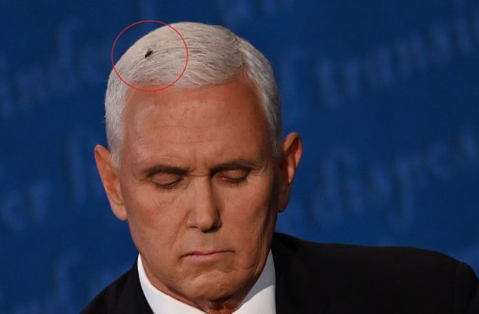 Het insect bleef twee volle minuten zitten op het hoofd van Pence.